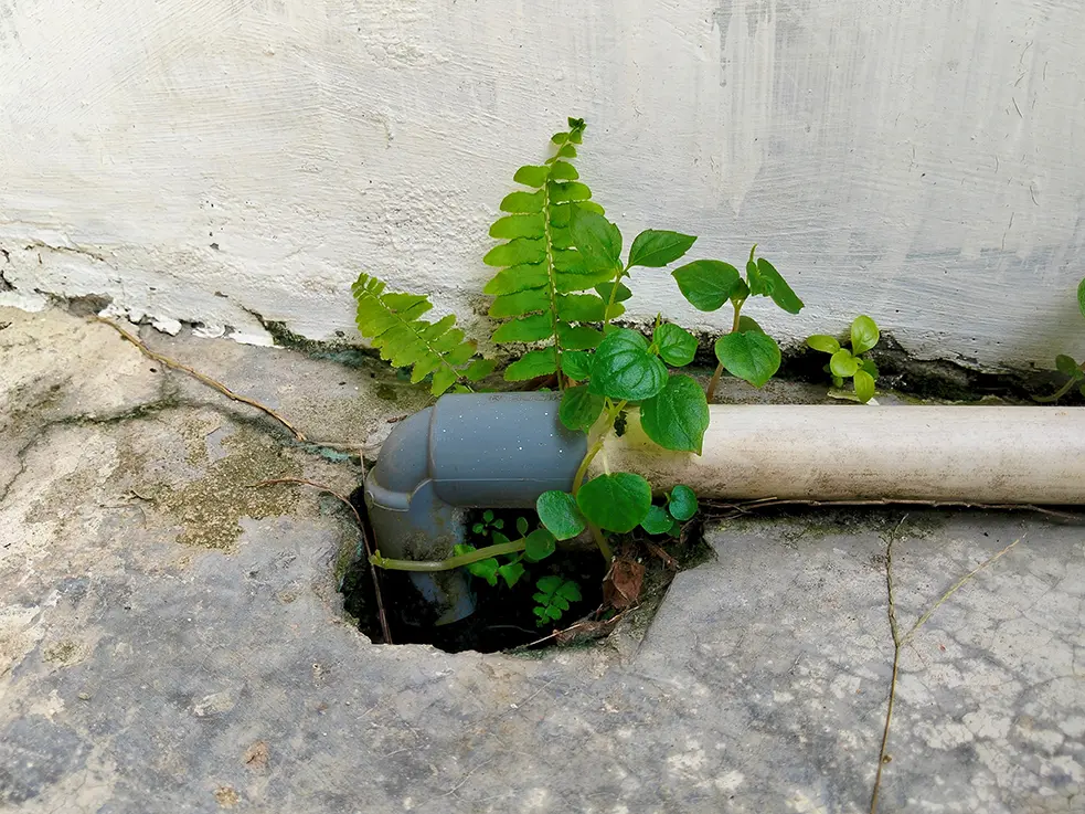 Root Removal